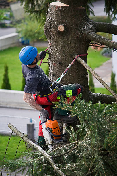 Best Tree Disease Treatment  in USA